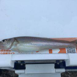 キスは喰いが渋かった