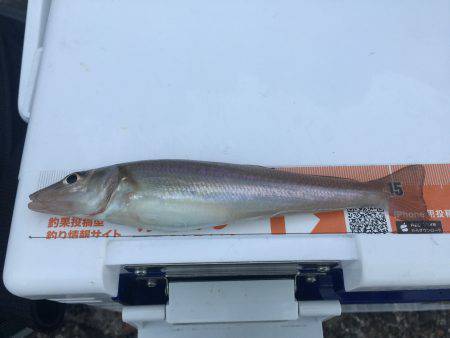 キスは喰いが渋かった