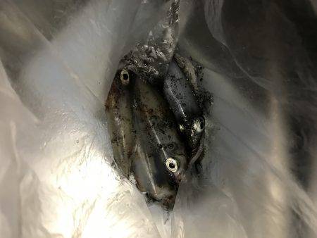 イカ数釣り求めて