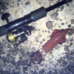 ケンサキやや渋かった