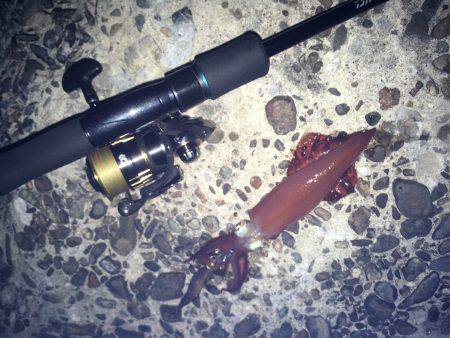 ケンサキやや渋かった