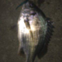 シーバスゲーム