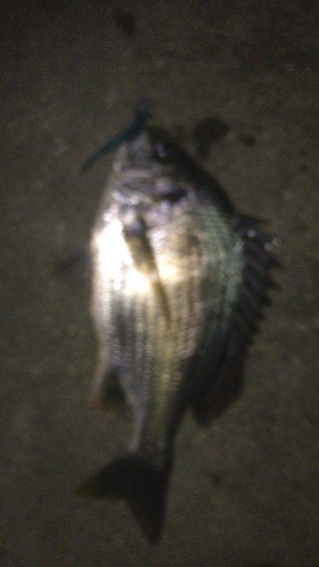 シーバスゲーム