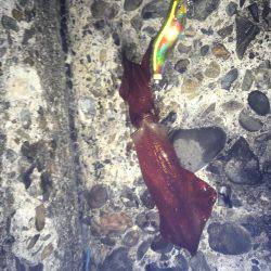 ケンサキとアオリがぽつぽつ