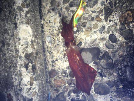 ケンサキとアオリがぽつぽつ