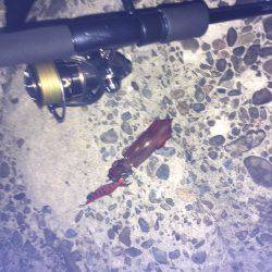 初めてのケンサキ