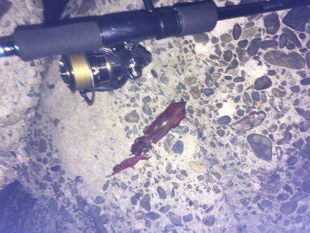 初めてのケンサキ