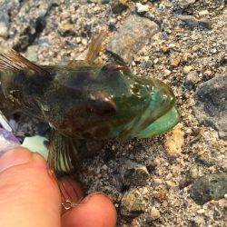 ライトゲームで癒されてきました。