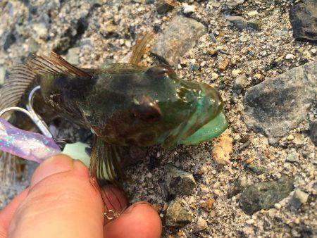 ライトゲームで癒されてきました。