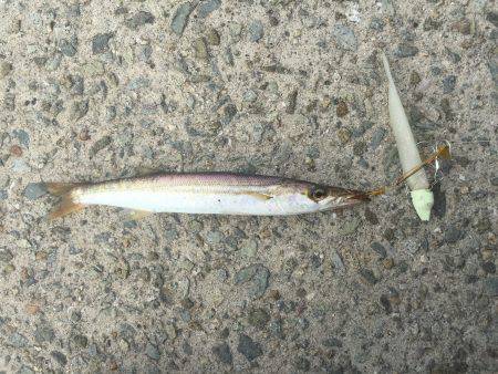 ライトゲームして来ました。