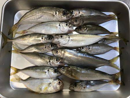 旅行中の朝釣り