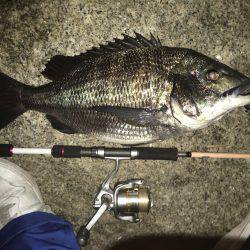真チヌ ランカーサイズ!!