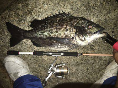 真チヌ ランカーサイズ!!