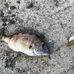 室津漁港でベラ釣り