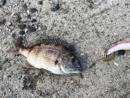 室津漁港でベラ釣り