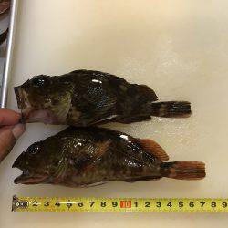 室津漁港で夜釣り