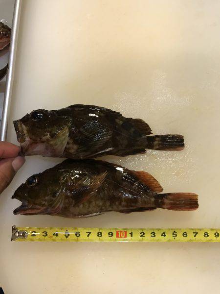 室津漁港で夜釣り