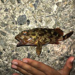 室津漁港夜釣り