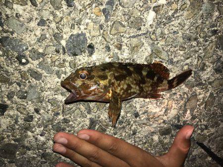 室津漁港夜釣り