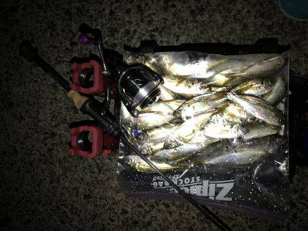 アジング釣行記