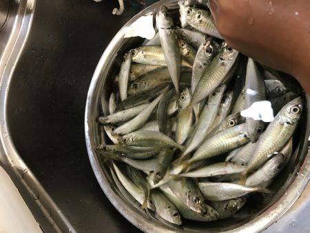 平磯海釣り公園にてサビキ