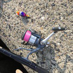 フカセ釣り、グレ&チヌ