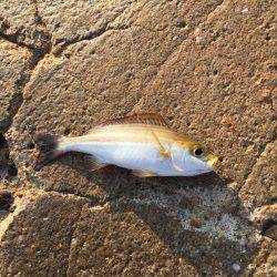 磯からのカゴ釣り