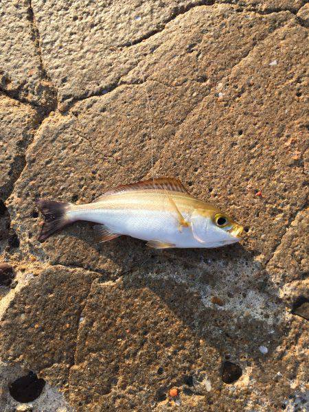 磯からのカゴ釣り