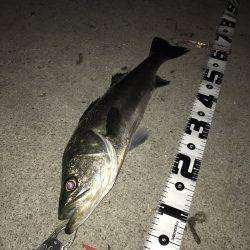 ナイトシーバスハンター