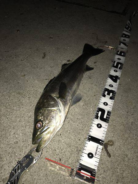 ナイトシーバスハンター