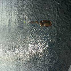 サビキMyブーム