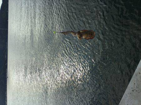 サビキMyブーム