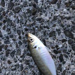 チラホラ良いサイズのアジ