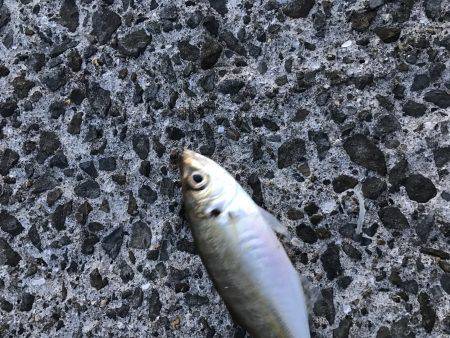 チラホラ良いサイズのアジ