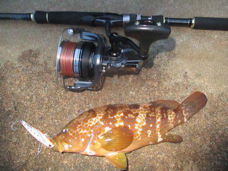 シーバス釣行の外道…