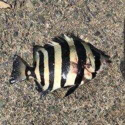 社会アジ狙いで…