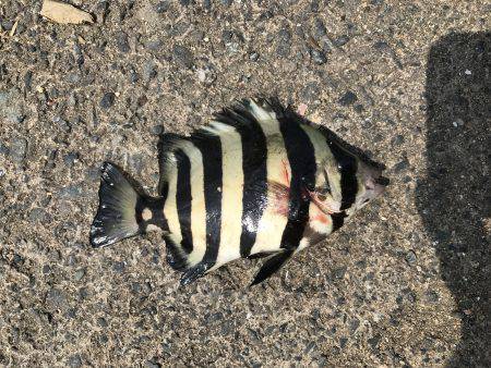 社会アジ狙いで…