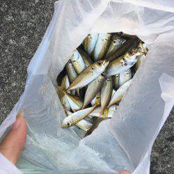 サビキで豆アジ