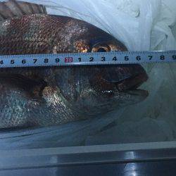 陸っぱりで真鯛