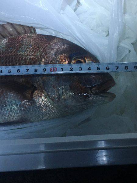 陸っぱりで真鯛