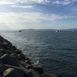 タコにもジアイがあるの？