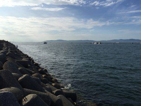 タコにもジアイがあるの？