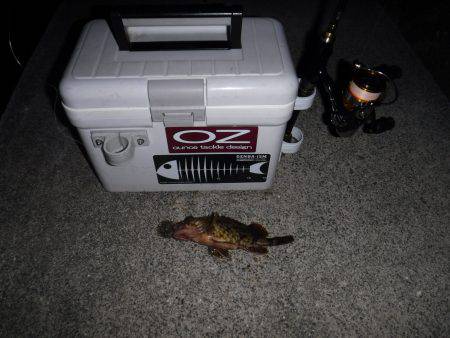 ガシラ調査‼️