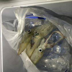 台風前ケンサキ調査