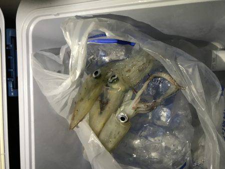 台風前ケンサキ調査