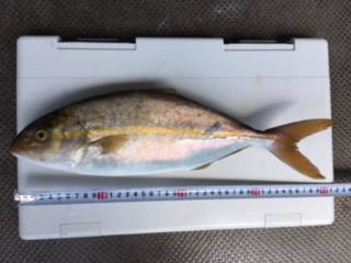 ショアジギング