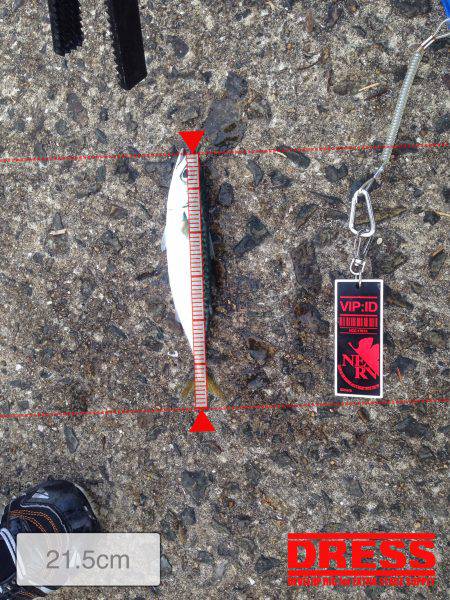 ファミリーサビキ釣り