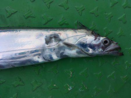 オフショアゲーム