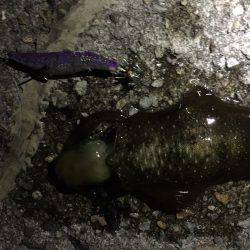 ちょっと寄り道ケンサキ