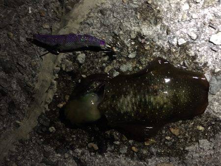 ちょっと寄り道ケンサキ